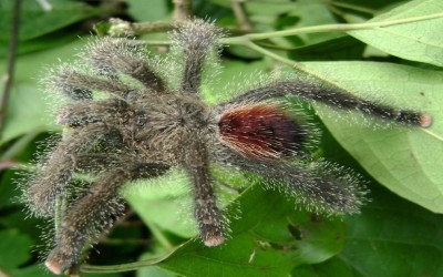 Avicularia huriana (Misahuallí, Tena) sling tarantula